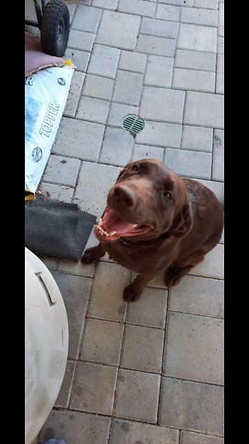 Labrador Chases Laser