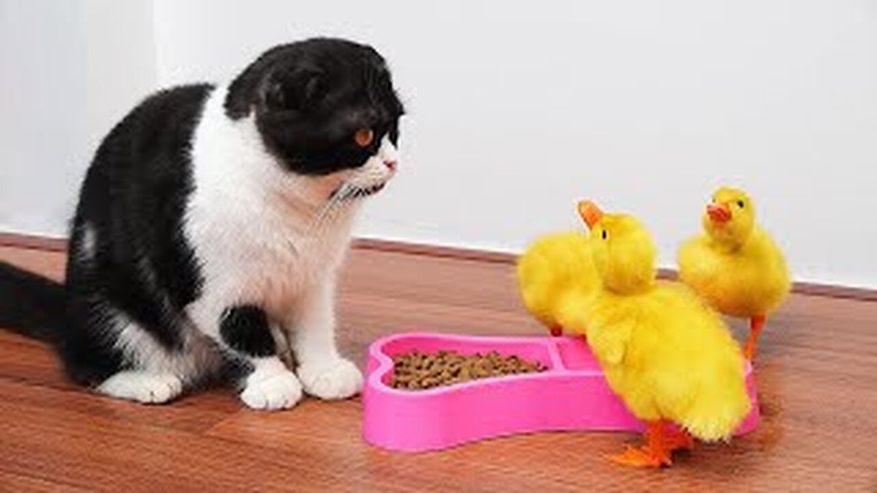 FUNNY CATS 2023 & OTHER ANIMALS / 10 MINUTES OF LAUGHTER / FUNNY ANIMALS 2023 / BEST CAT FUNNY