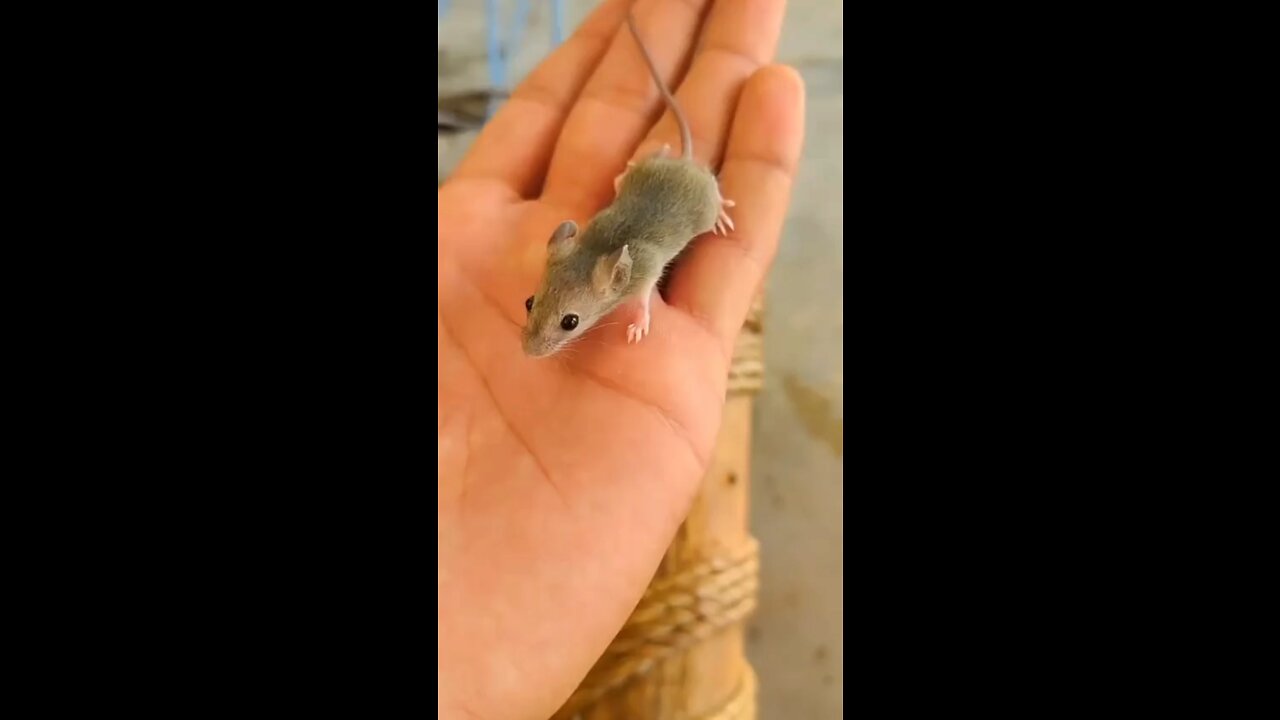 OMG mouse on my hand | Little mouse | cute little mouse #cutemouse #funnyvideos