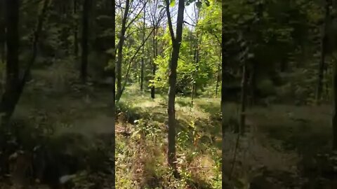 walking through beautiful forest.