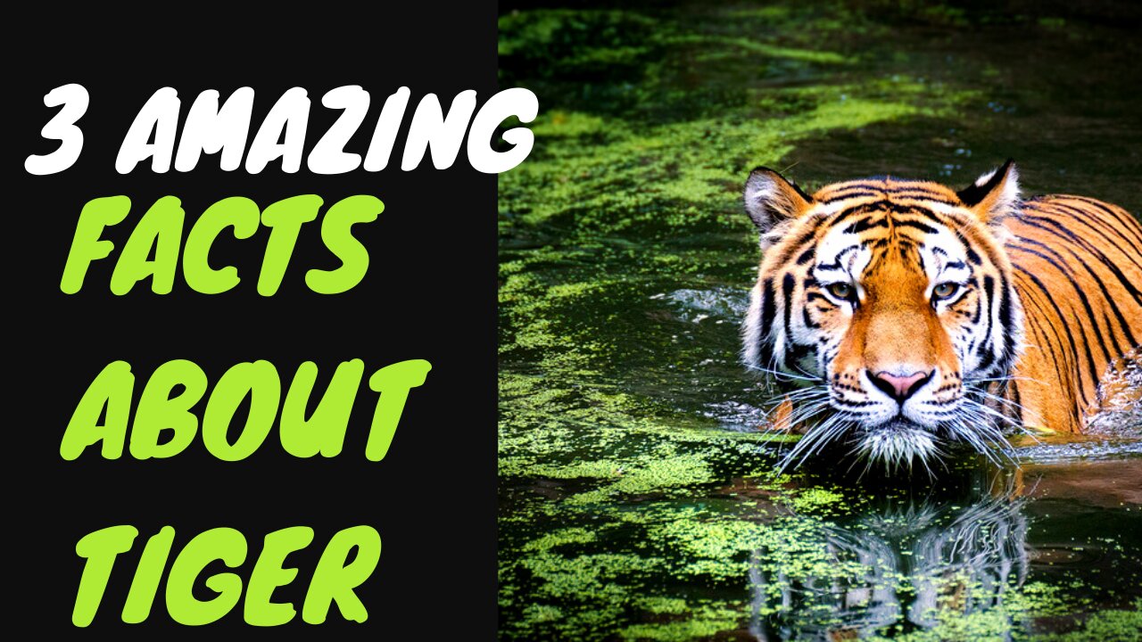 5 Amazing Facts About Tiger 🐅 || Best Facts||