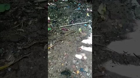1 Subscriber for this beautiful Snake | Russell Viper Rescue | Chandrabora snake #shorts #snakevideo