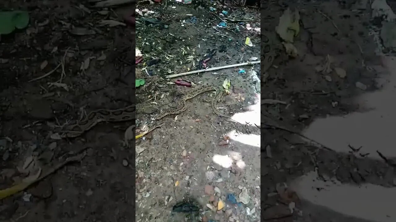1 Subscriber for this beautiful Snake | Russell Viper Rescue | Chandrabora snake #shorts #snakevideo