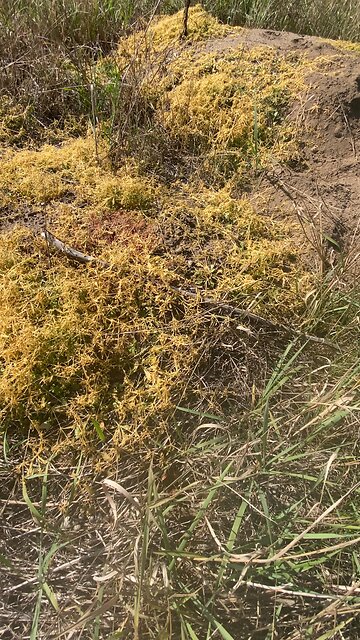 This strange plant appeared overnight