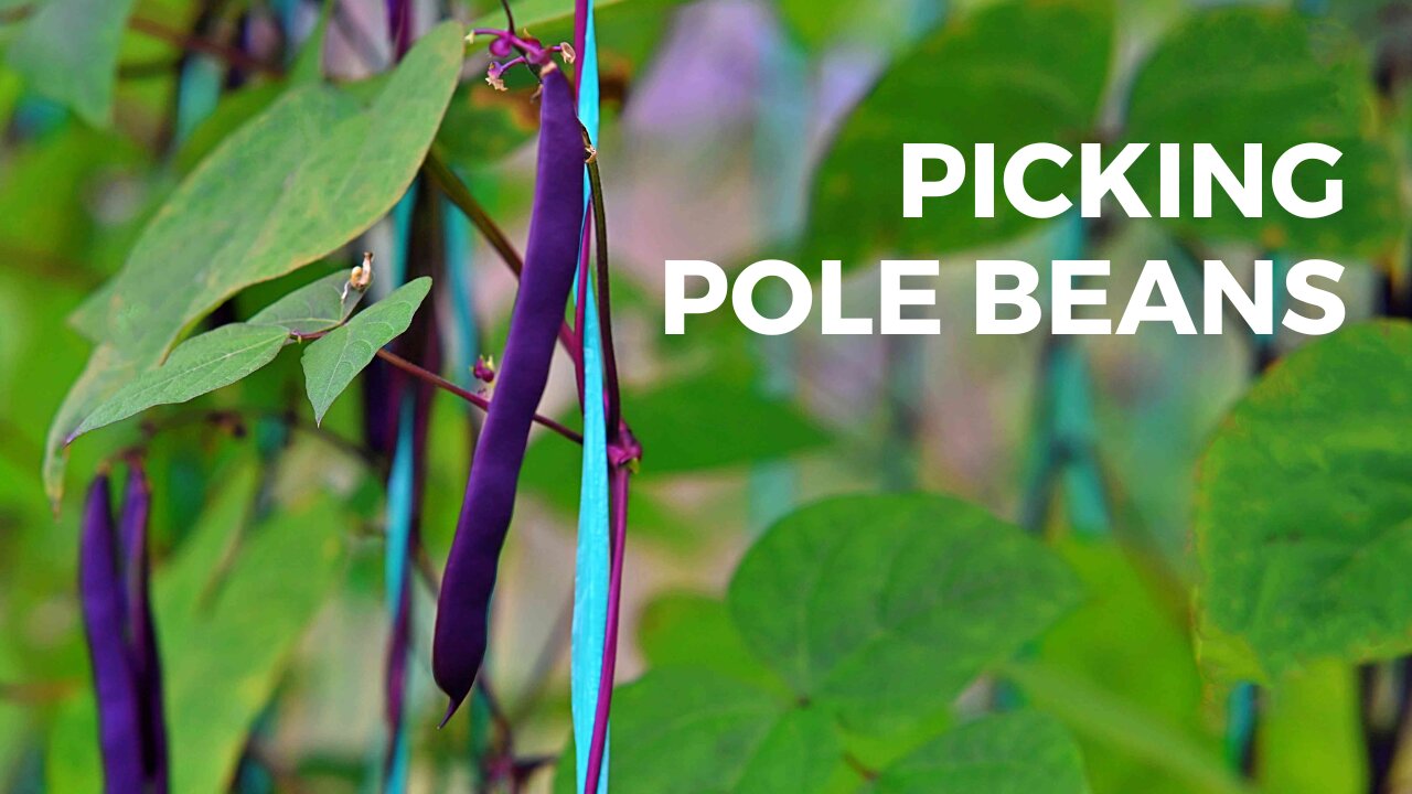 Picking Pole Beans!