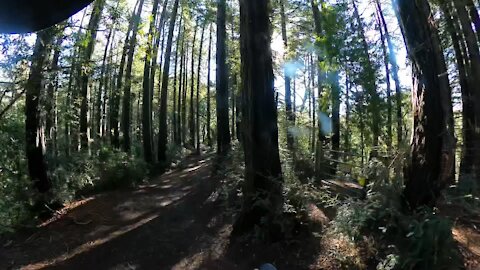 Reinhardt Redwood Regional Park Hike