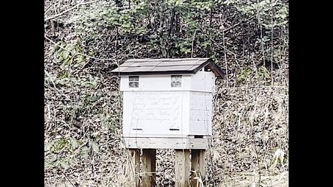 The Weather Is Nice, Bees Come Out To Play & Arthur & Rosa! 🍯🐝🇺🇸