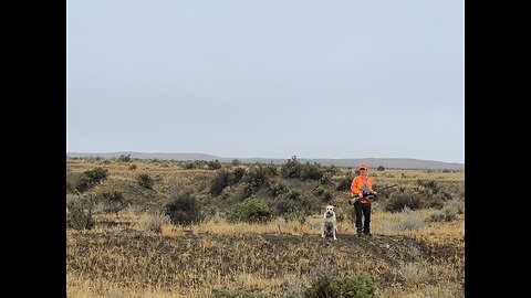 Sage Grouse #2