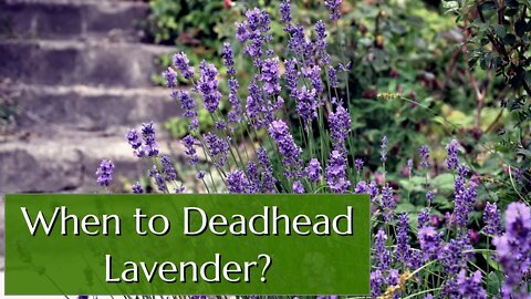 When to Deadhead Lavender and Other Growing Tips