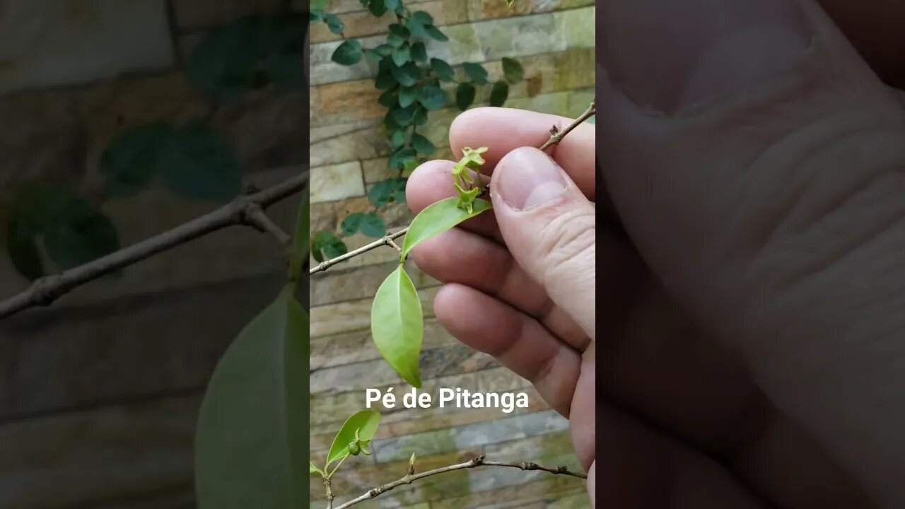 Pé de Pitanga no Vaso.