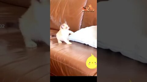 😂Kitten meowing very funny😂baby cat video😂funny video #kittens #Petsandwild