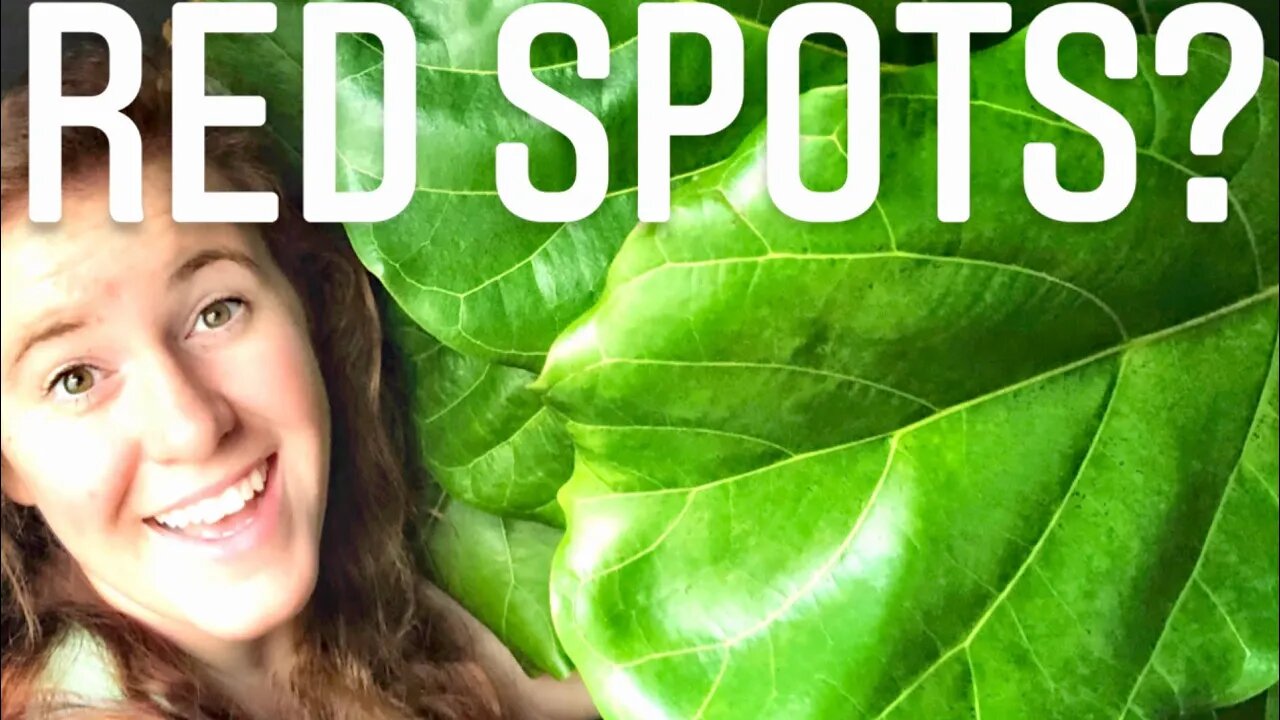 FIDDLE LEAF FIG PLANT 101. SOLUTIONS FOR LEAF DROPPING, RED SPOTS & HOW TO GROW A GIANT FIG FAST!🌱