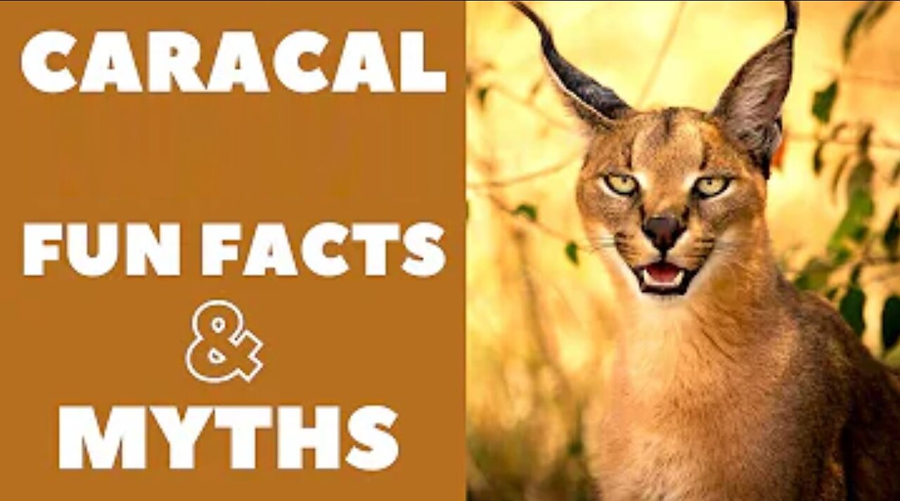 Caracal Cats : Fun Facts & Myths