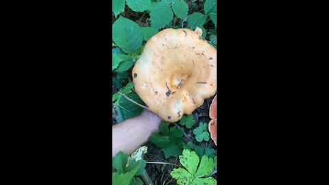 Lactarius deliciosus