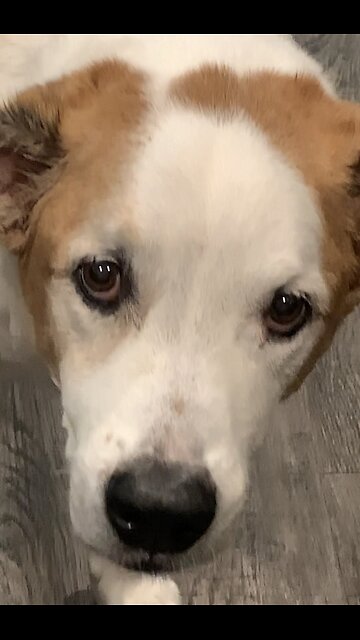 Sam Watching Dogs video