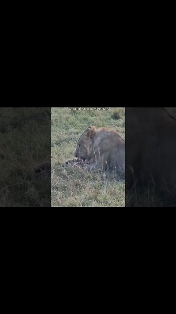 Maasai Mara Sightings Today 05/08/22 (Lions, Cheetah, etc) | Zebra Plains | #shorts