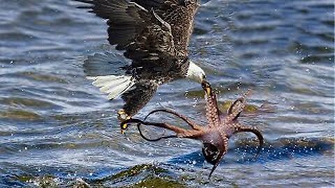 The Eagle Dies While Hunting Octopus In The Ocean