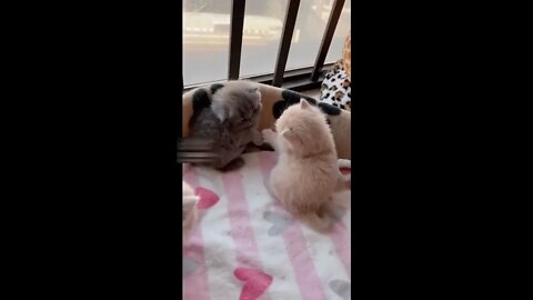 Beautiful kittens fighting #shorts #cat #kittens