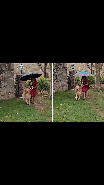 Thoughtful Owner Uses Umbrella To Cover Pup From Rain