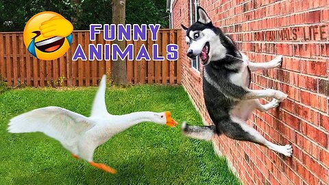 Funny animals video cat and dog