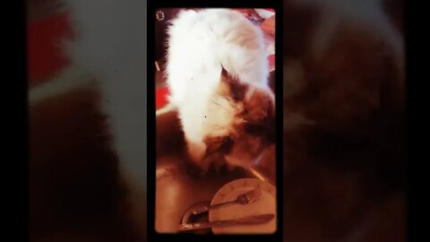 Honey is Spoiled. . . . #foryou #animals #cat #spoiled #video #follow