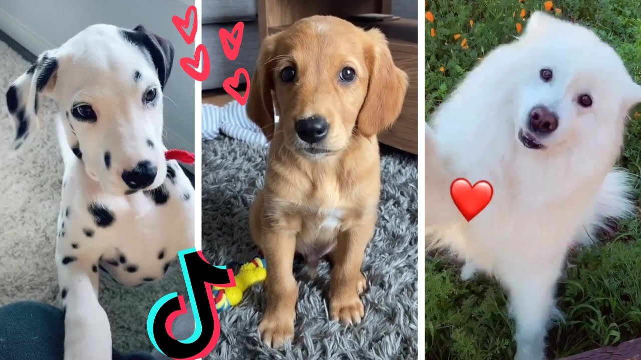 Funny Dogs of TikTok Compilation ~ Doggos Doing Funny Things TIK TOK ~ 2023