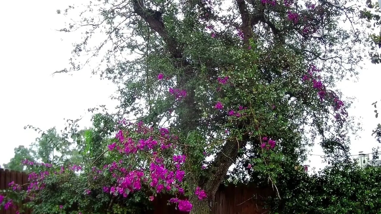 Backyard Rain