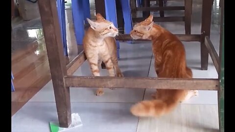 TWO PUSSY CAT FIGHTING FUNNYLY