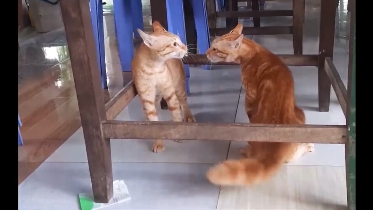 TWO PUSSY CAT FIGHTING FUNNYLY