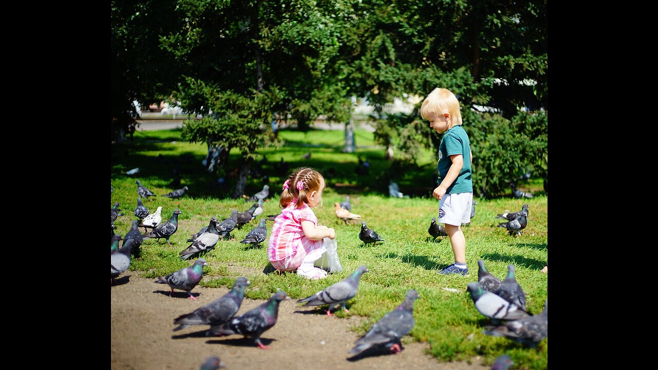 Kids Playing with Pigeons.