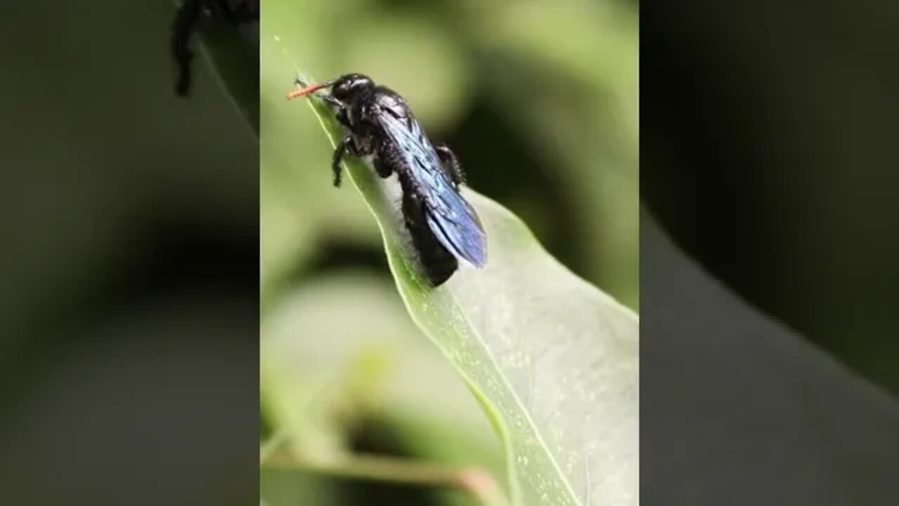 Black beauty #Black beauty #Black #Wasp #Bluishblack #Hunter #Green #Flying #Wildlif #youtubeshorts