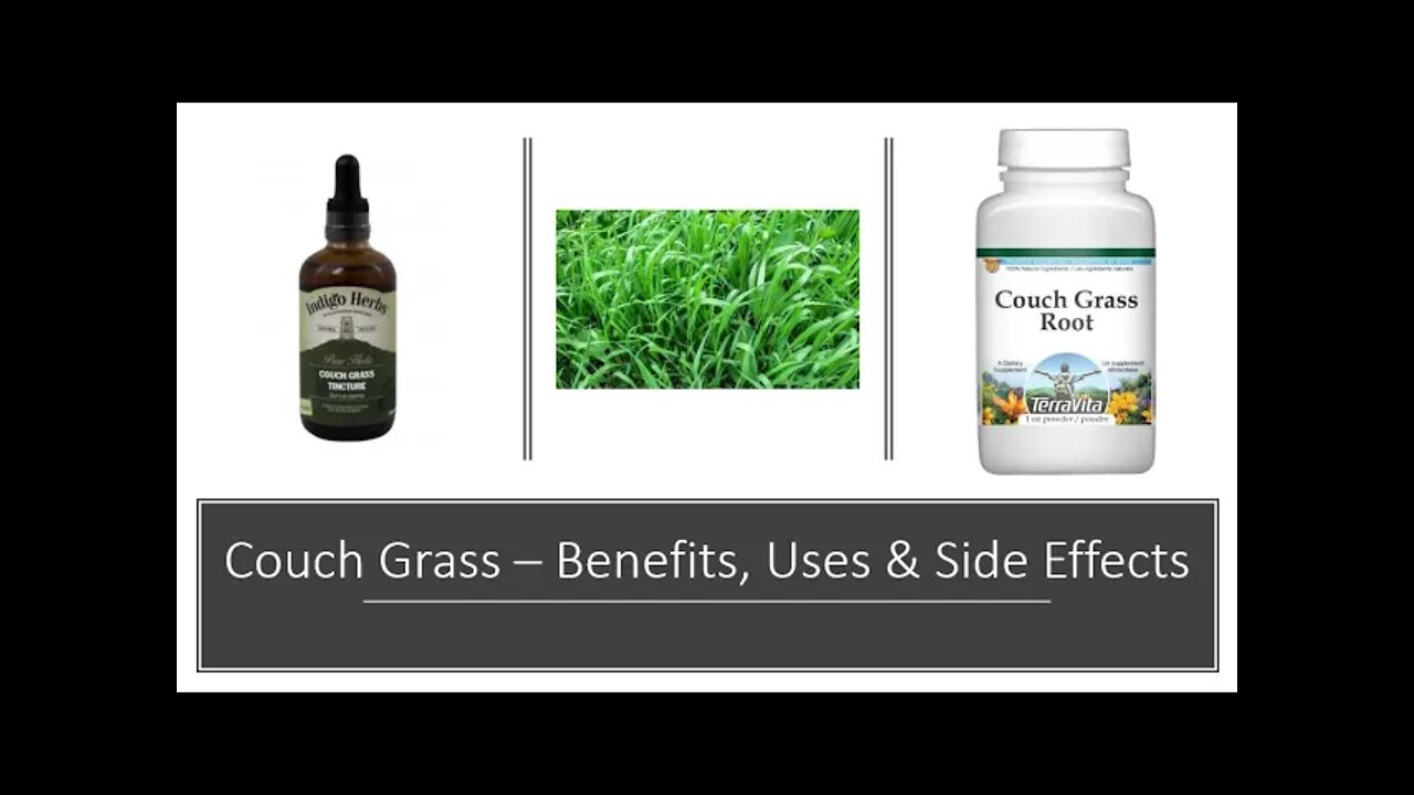 Couch Grass Benefits - Herbal Medicine