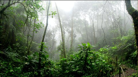Rainstorm Relaxing Sounds for Peaceful Sleep