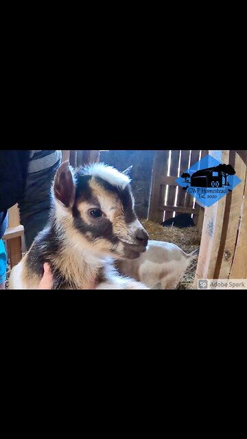 Newborn goat kids are the cutest! #shorts