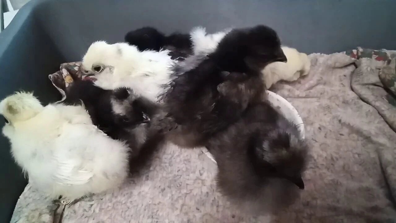 Silkie Chicks, 10 & 11 days old 17/06/2020 ( Video 5 )