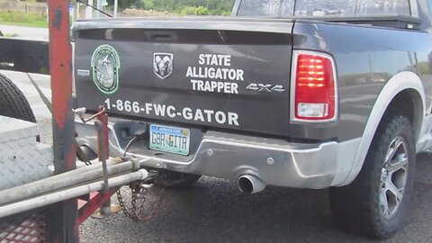 ALLIGATOR TRAPPER FWC State authorized with 3 GATORS in his trailer spotted in Wesley Chapel FLORIDA