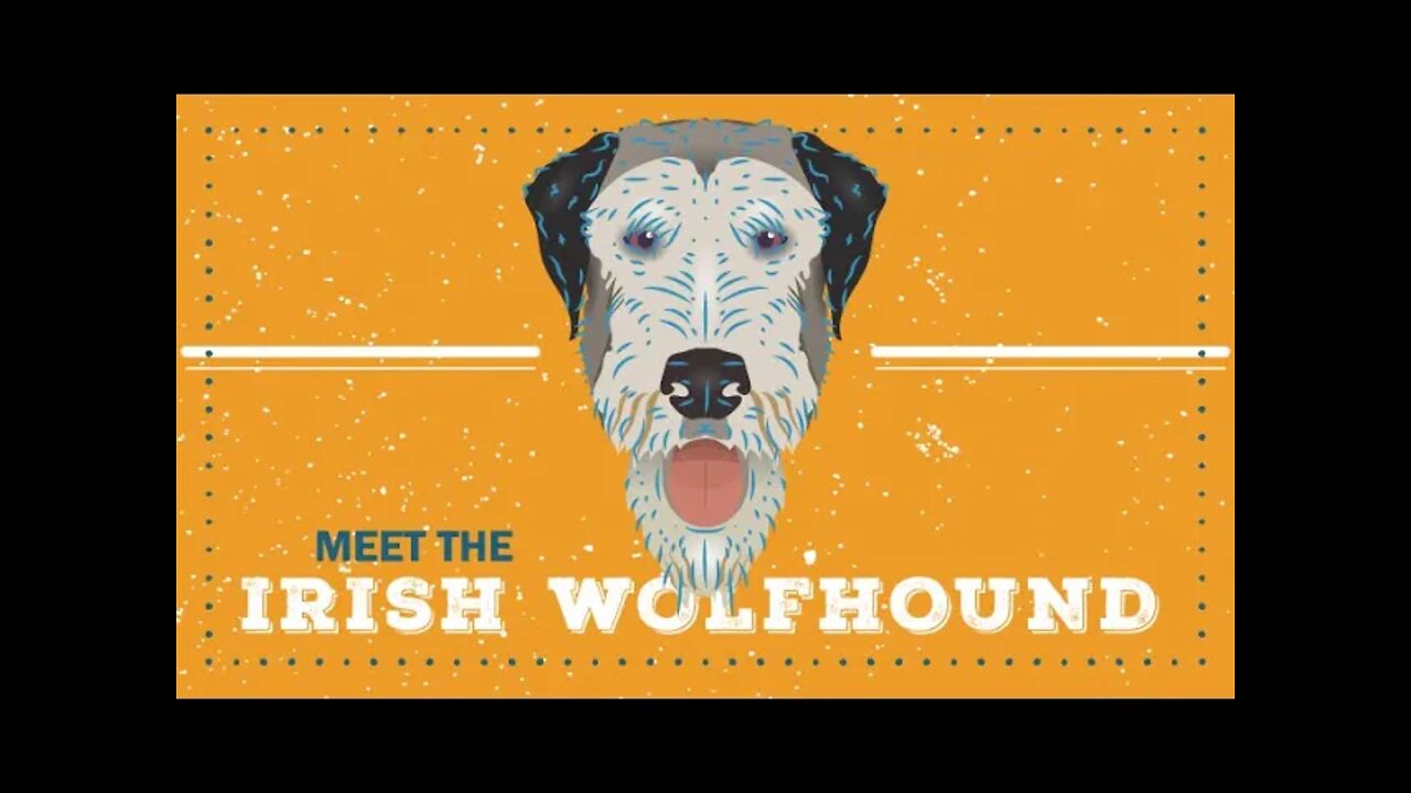 Irish Wolfhound | CKC Breed Facts & Profile