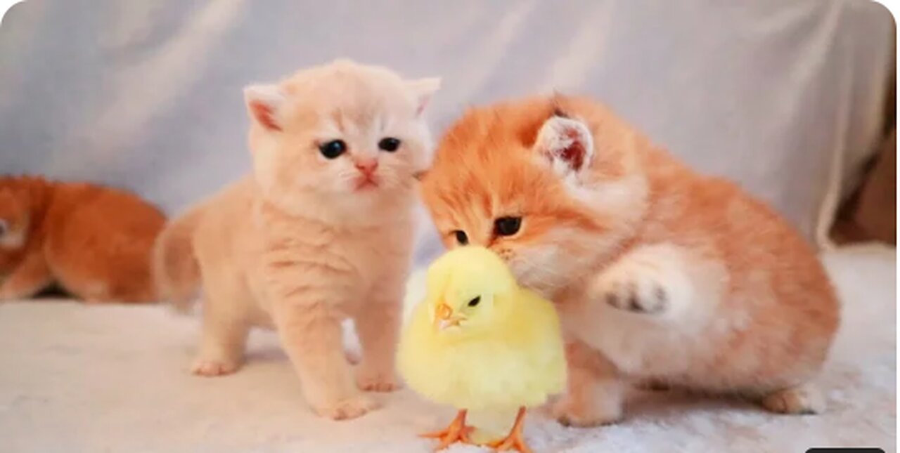 Kittens walk with a tiny chicken