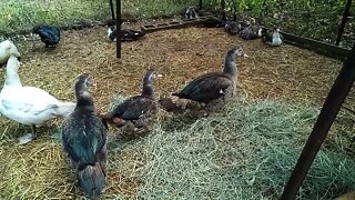 Some of my young Muscovy ducks, including some bronze. 6th June 2021