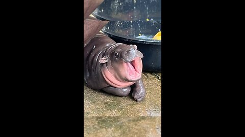 Hippo