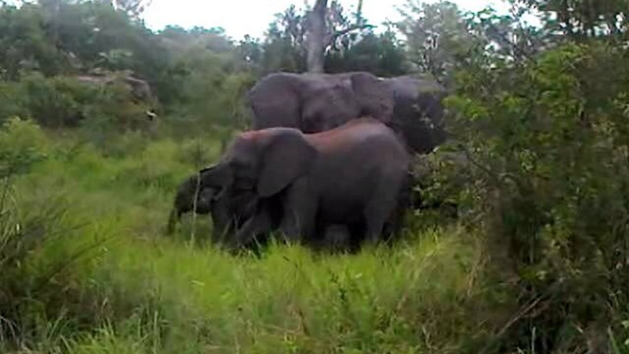 Elephant Mud bath (direct upload)