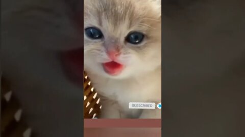 cute cat videos 😹 funny videos 😂😘