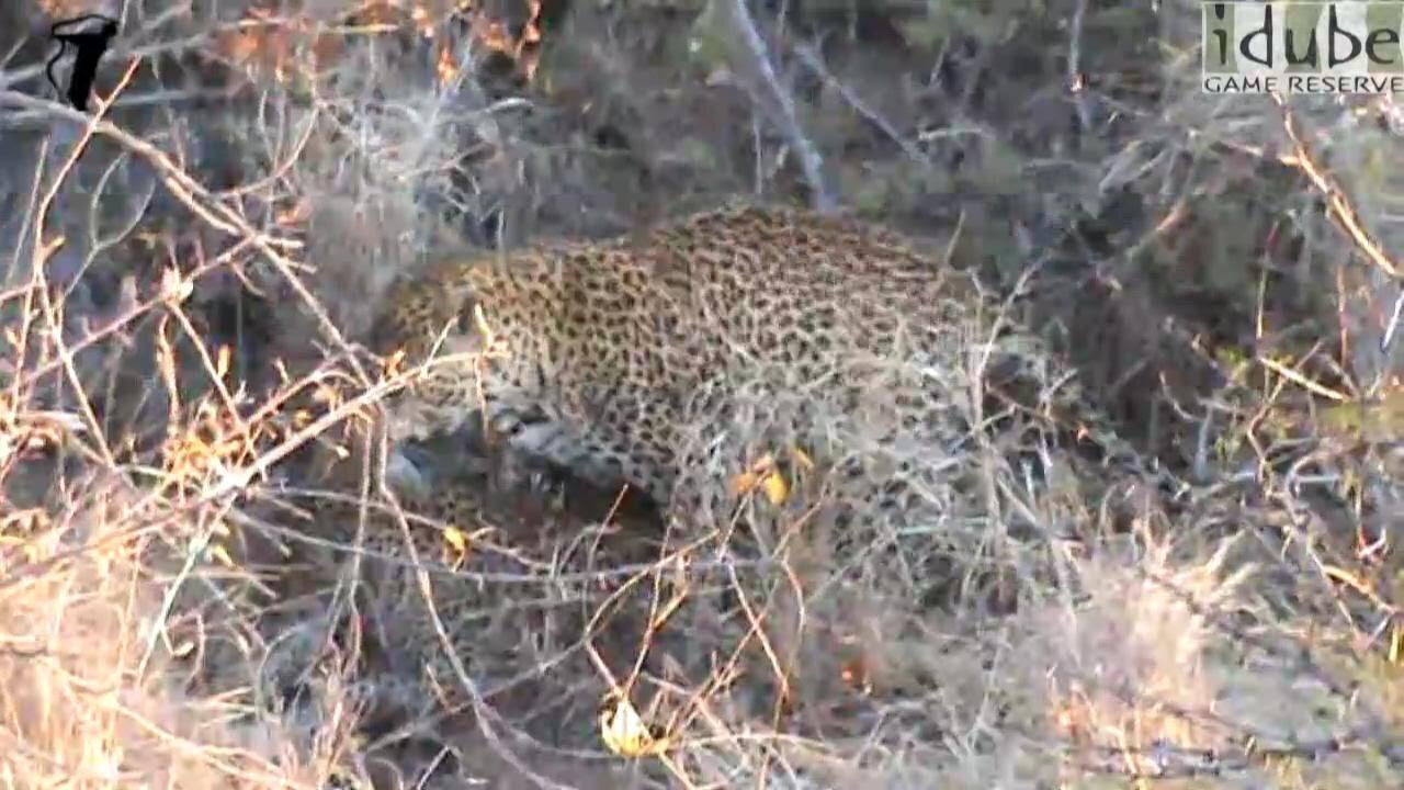 WILDlife: Leopards Pairing: filmed from above