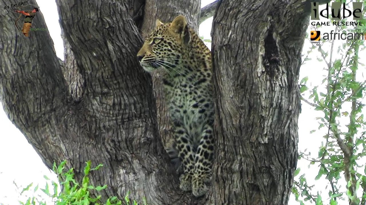 Leopard And Cub - Life Outside The Bushcamp - 29: Cub On Her Own - Stalking And Climbing