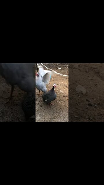 Two male guinea fowl calls. A lavender and grey guinea fowl.