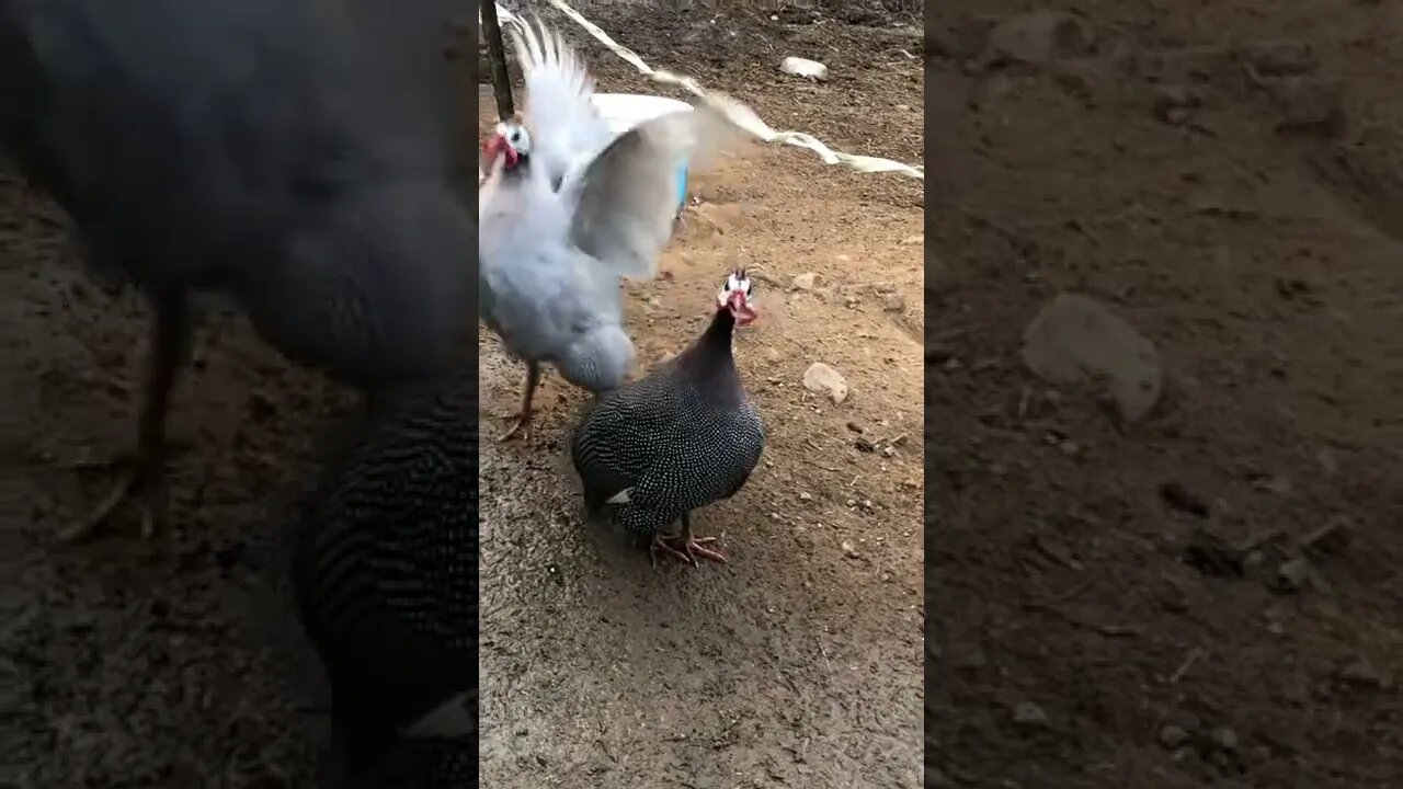 Two male guinea fowl calls. A lavender and grey guinea fowl.