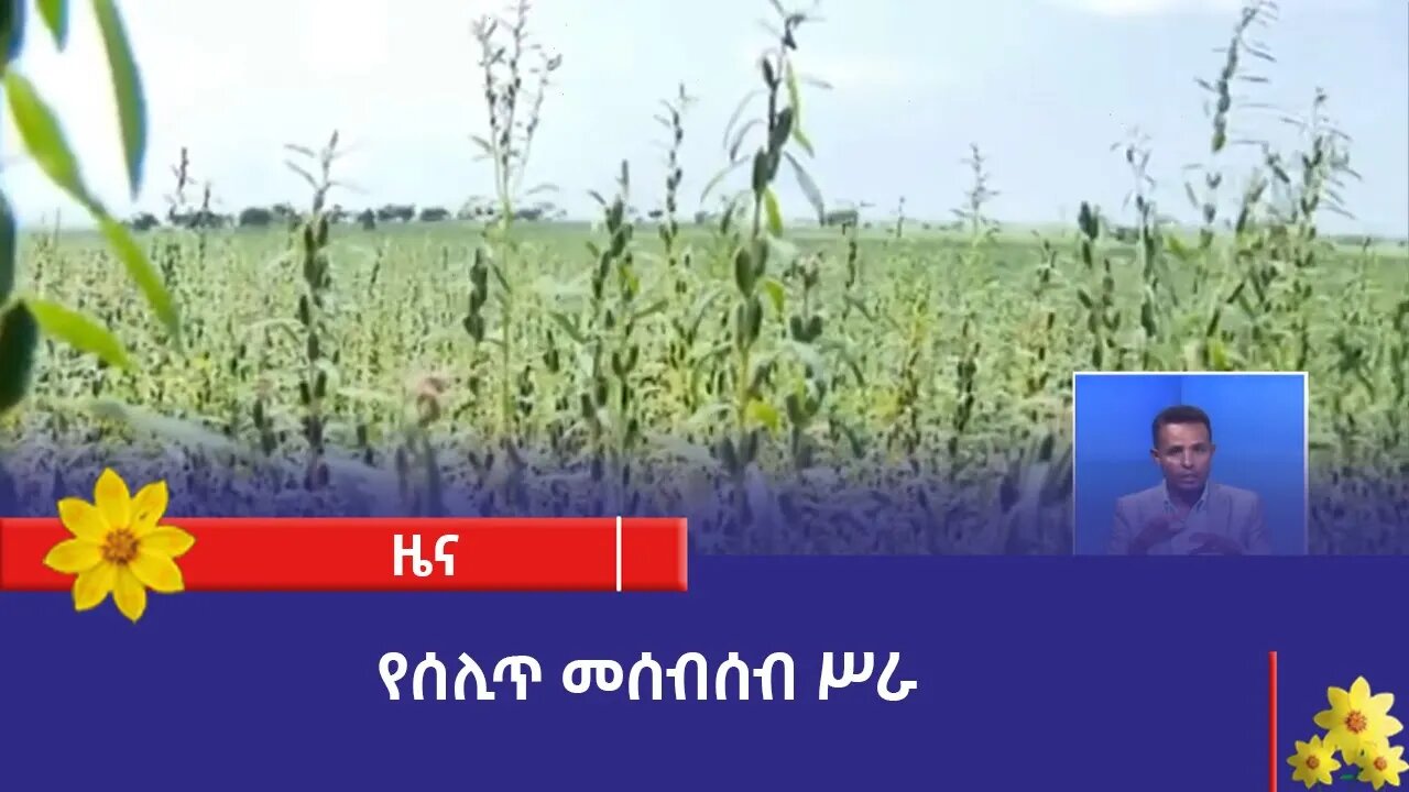 የሰሊጥ መሰብሰብ ሥራ