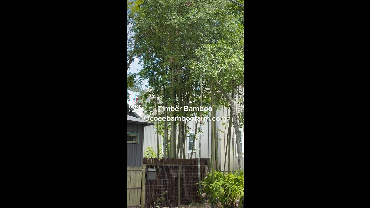 Timber Bamboo and Privacy Bamboo Nursery in Florida Ocoee Bamboo Farm 407-777-4807