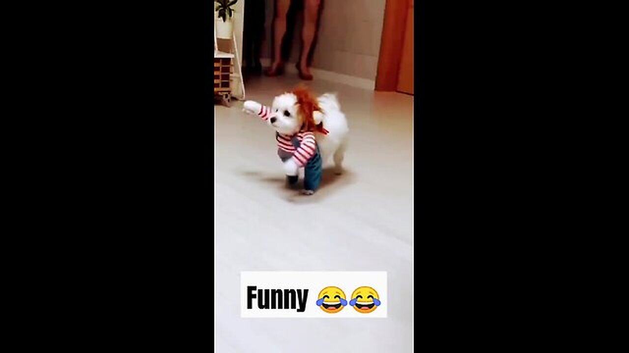 Funny dog short video 🐈🐈😆😆😆😆😆