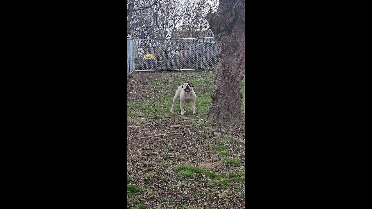 American Bulldog